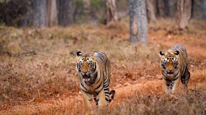 28-tiger-deaths-in-madhya-pradesh-this-year-whats-killing-indias-big-cats-060141465-16x9_0